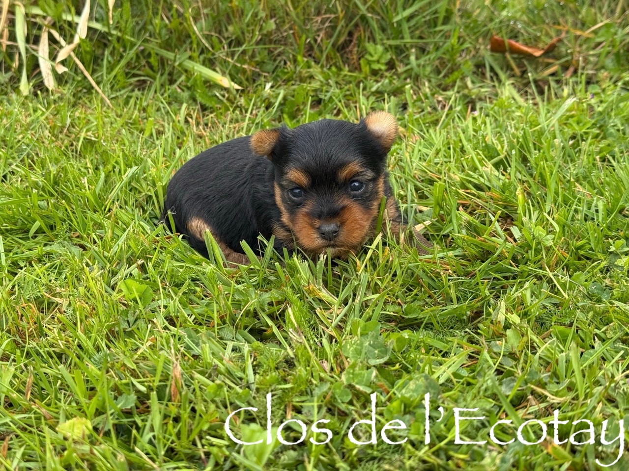 BAYA pour Claudine