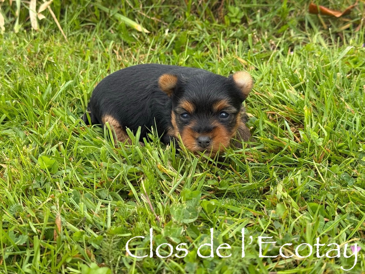 BAYA pour Claudine