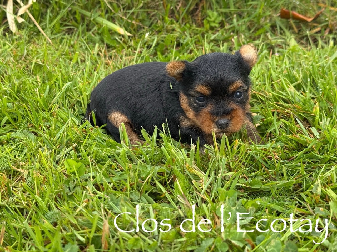 BAYA pour Claudine