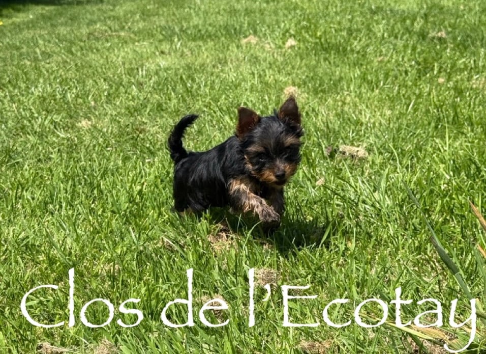 Chiot N°6