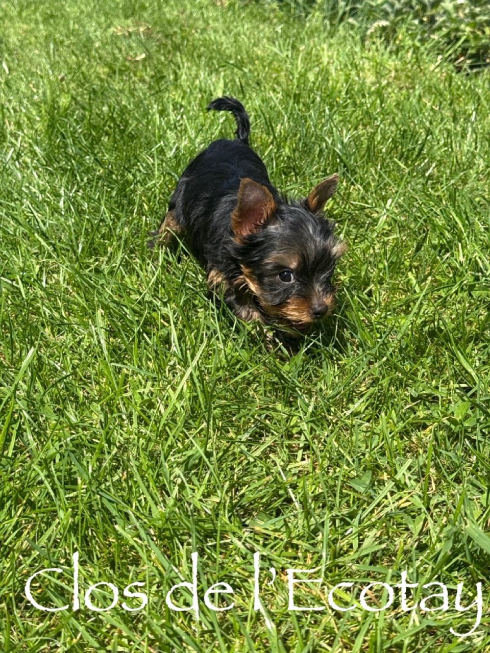 Chiot N°6