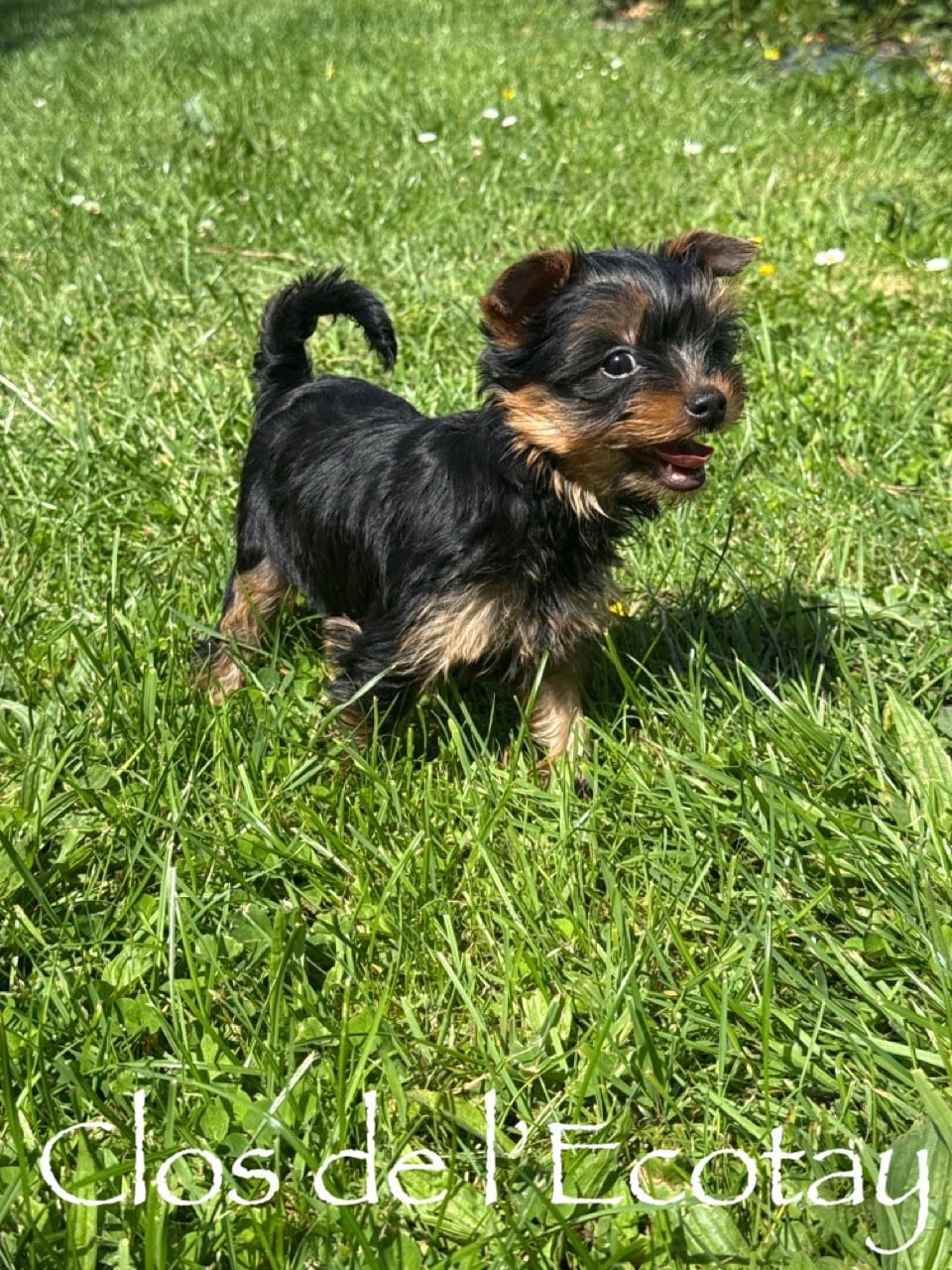 Chiot N°6