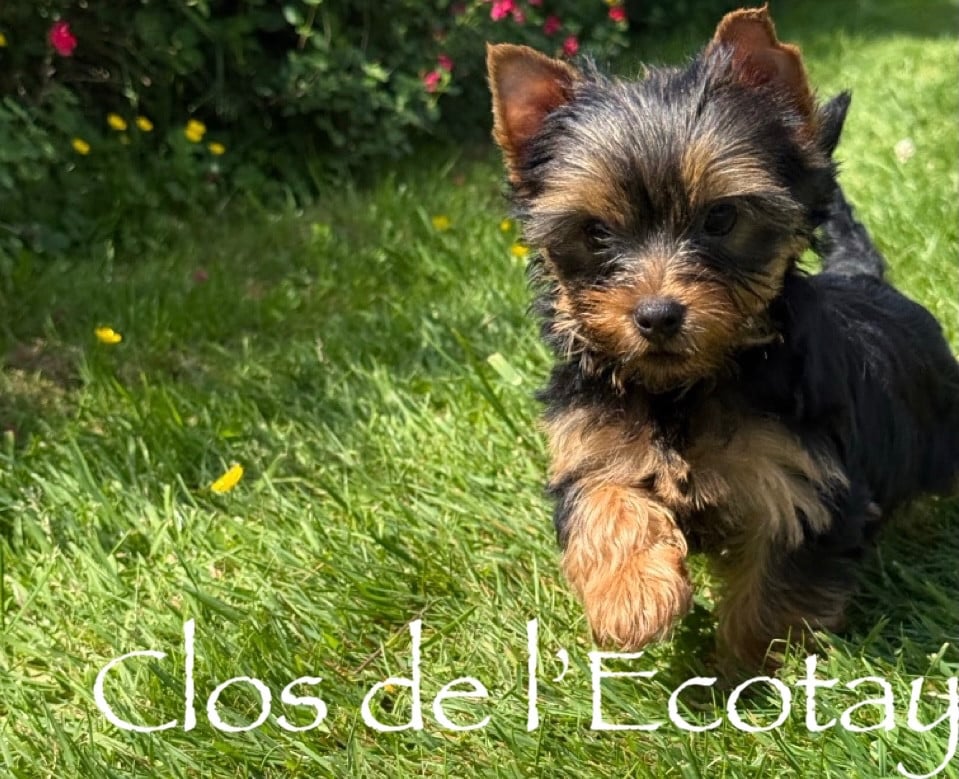 Chiot N°3