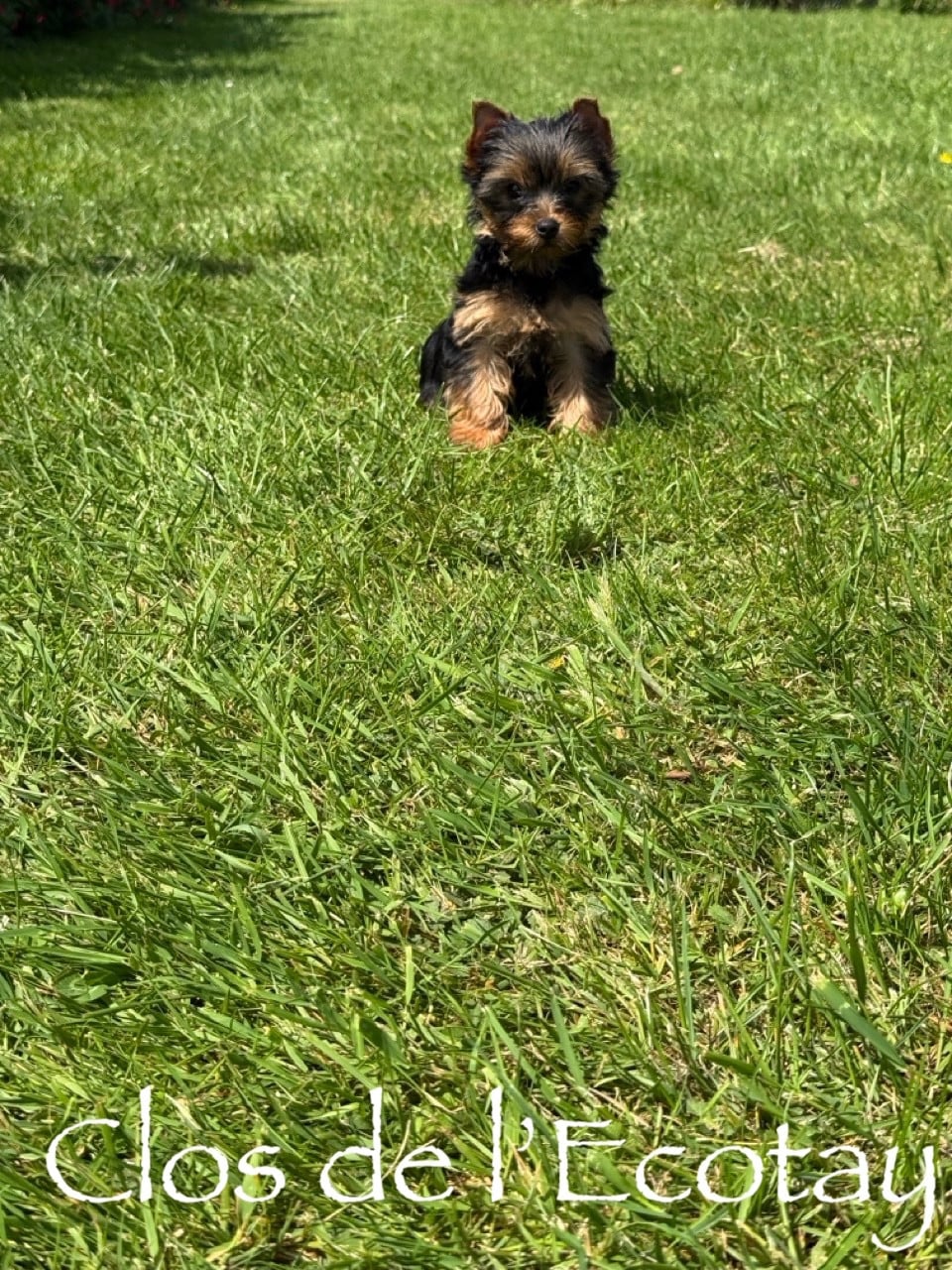 Chiot N°3