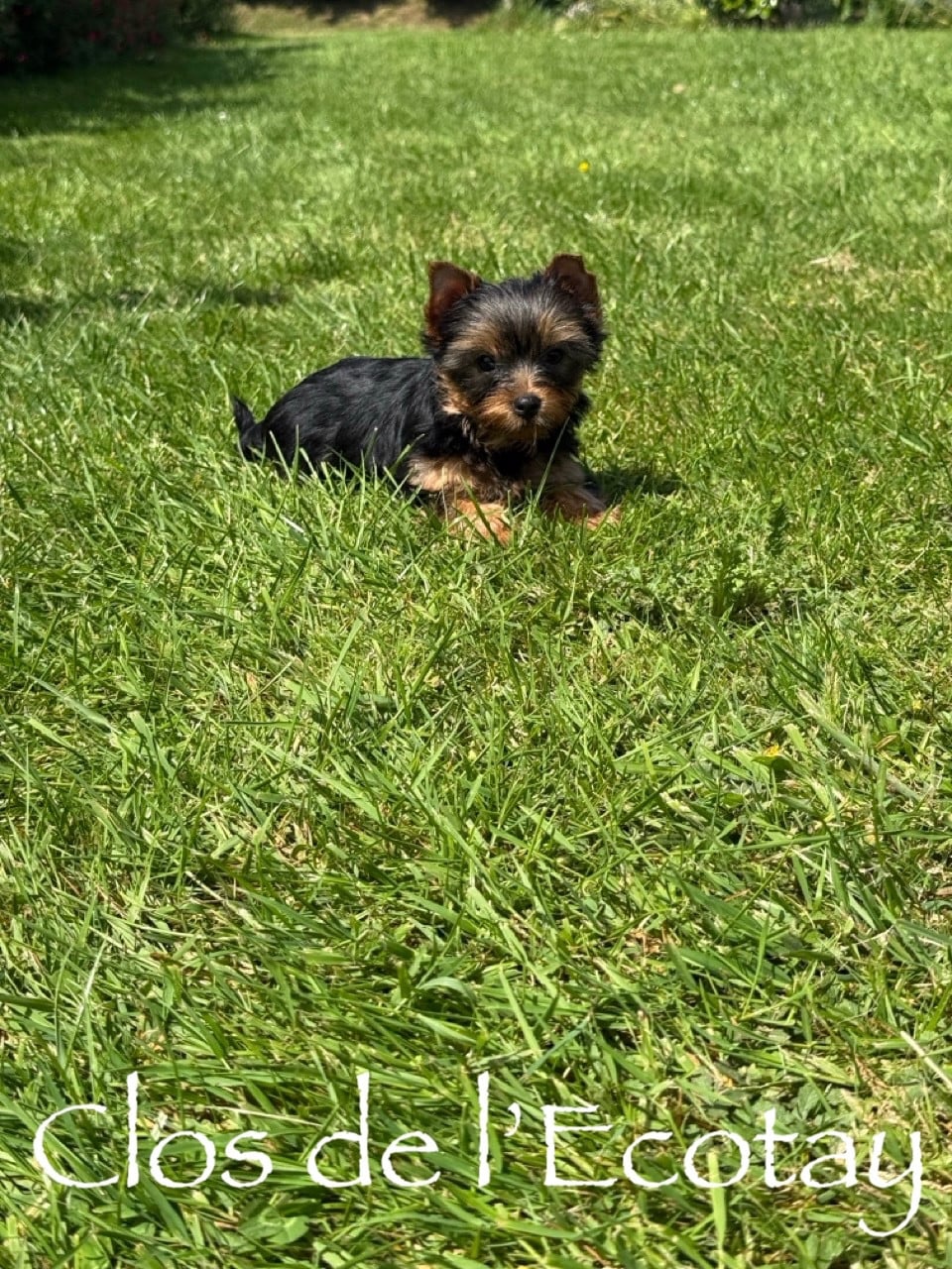 Chiot N°3