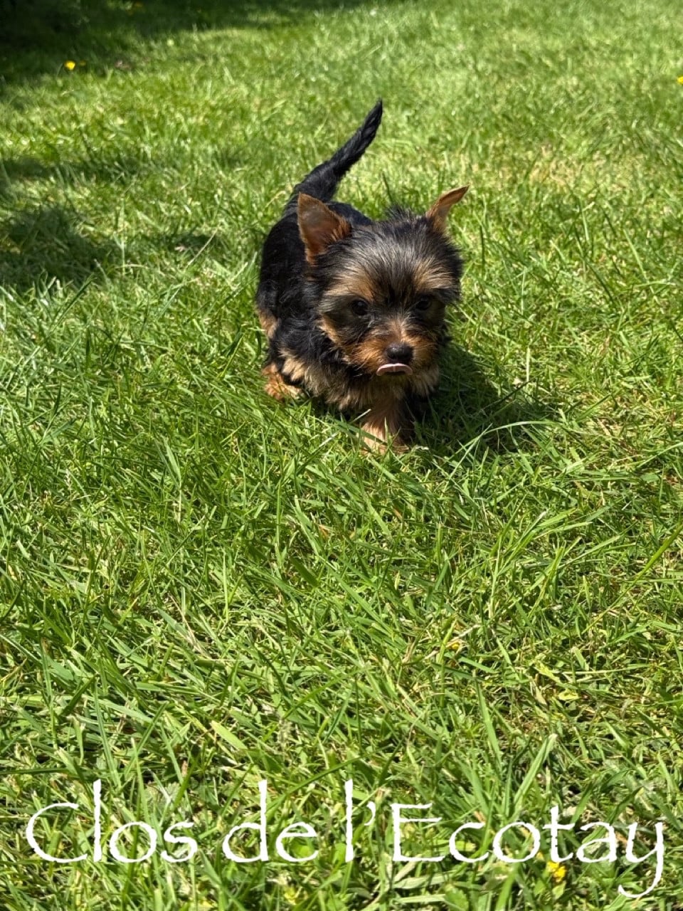 Chiot N°3