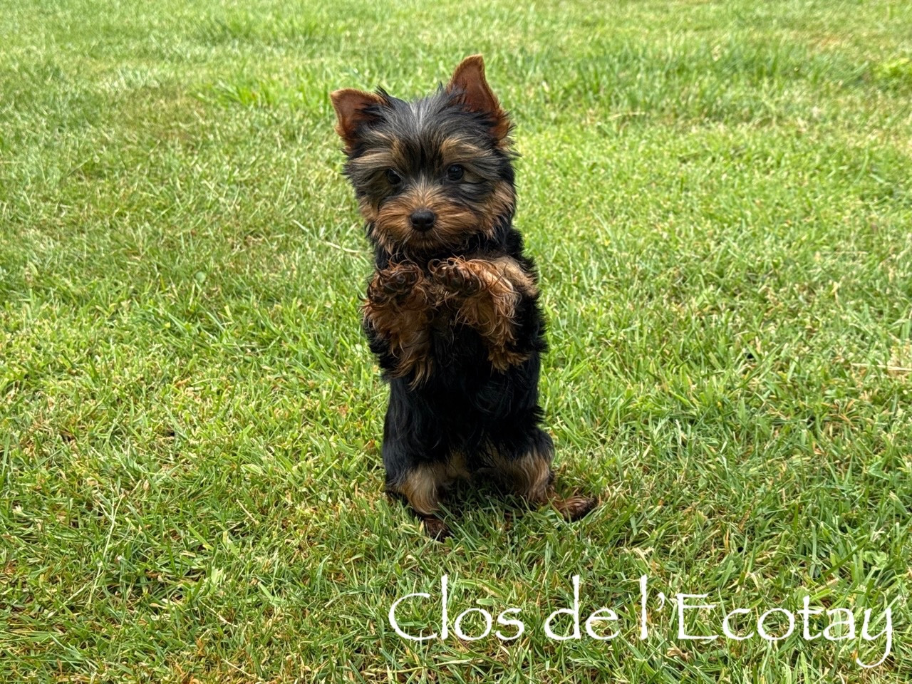 Chiot N°3