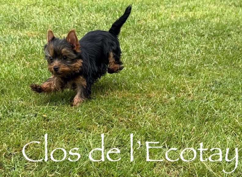 Chiot N°3
