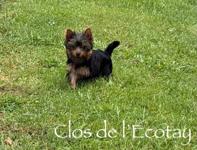 Chiot N°3