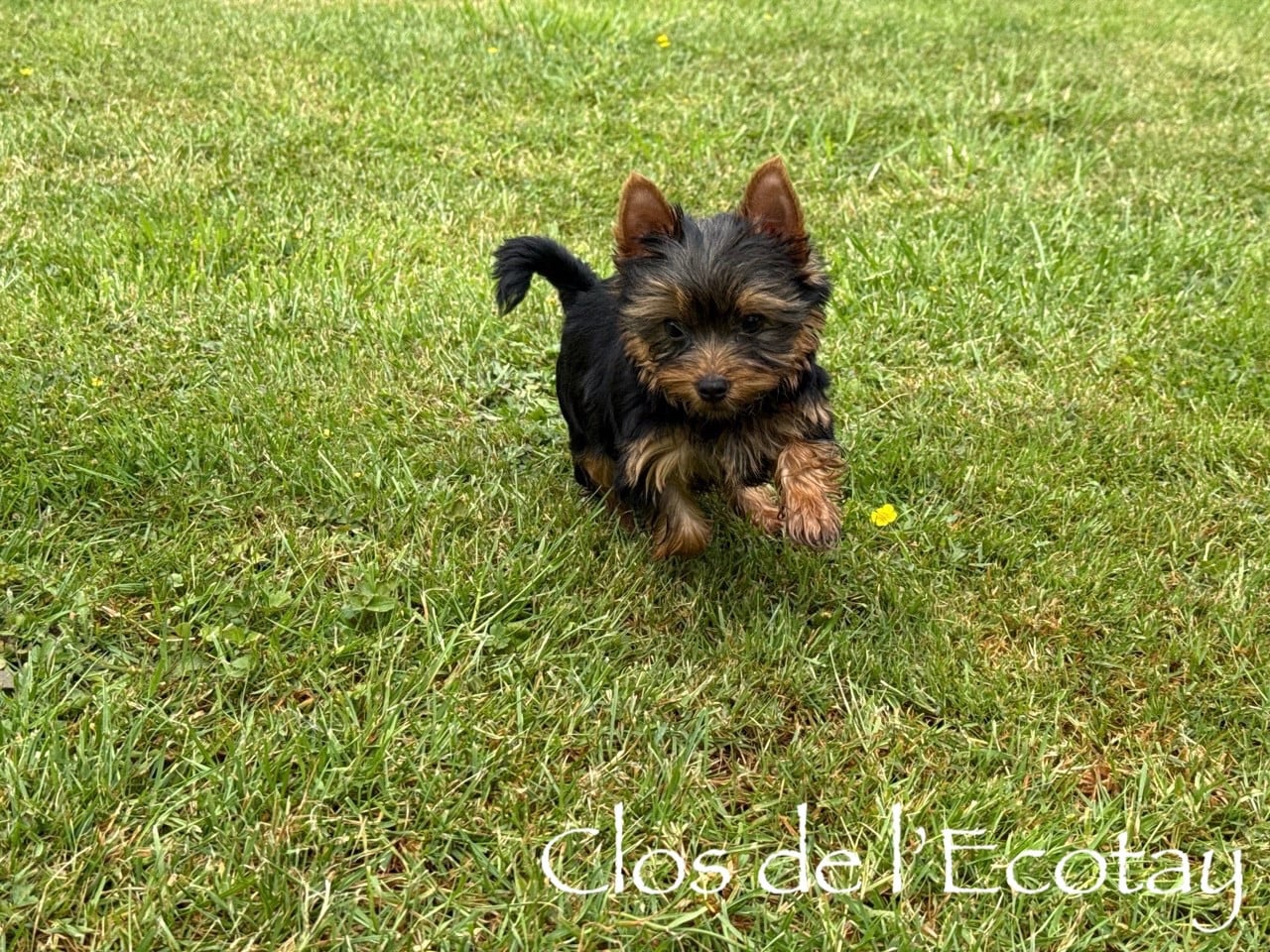 Chiot N°3