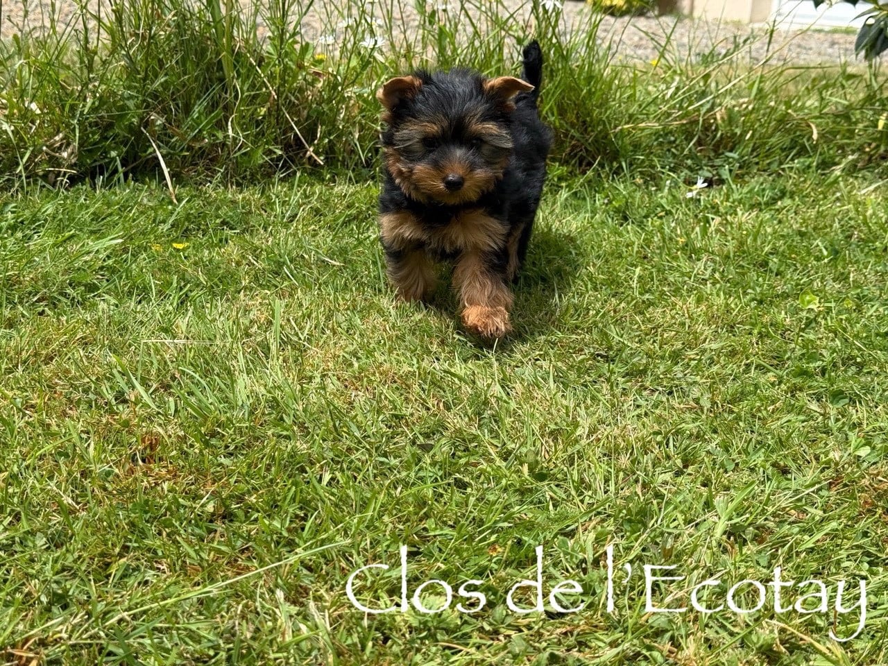 BONZO pour Isabelle