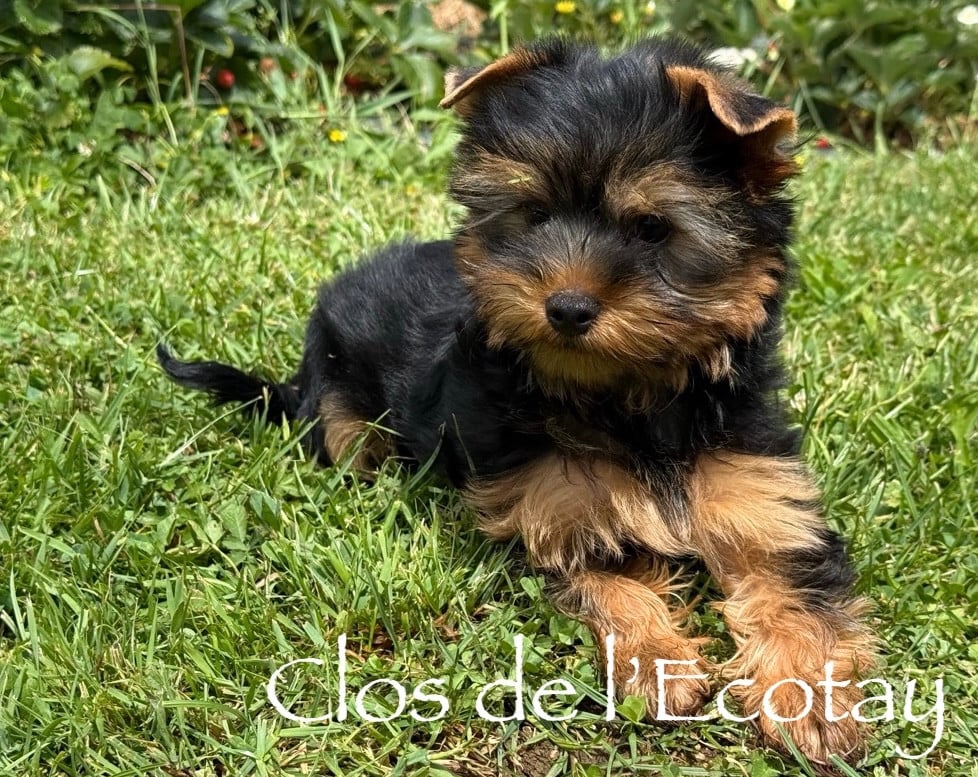 BONZO pour Isabelle