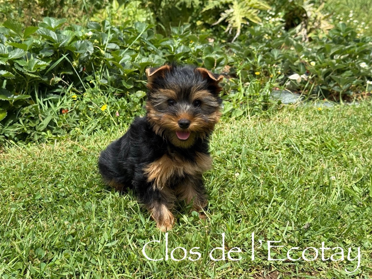 BONZO pour Isabelle