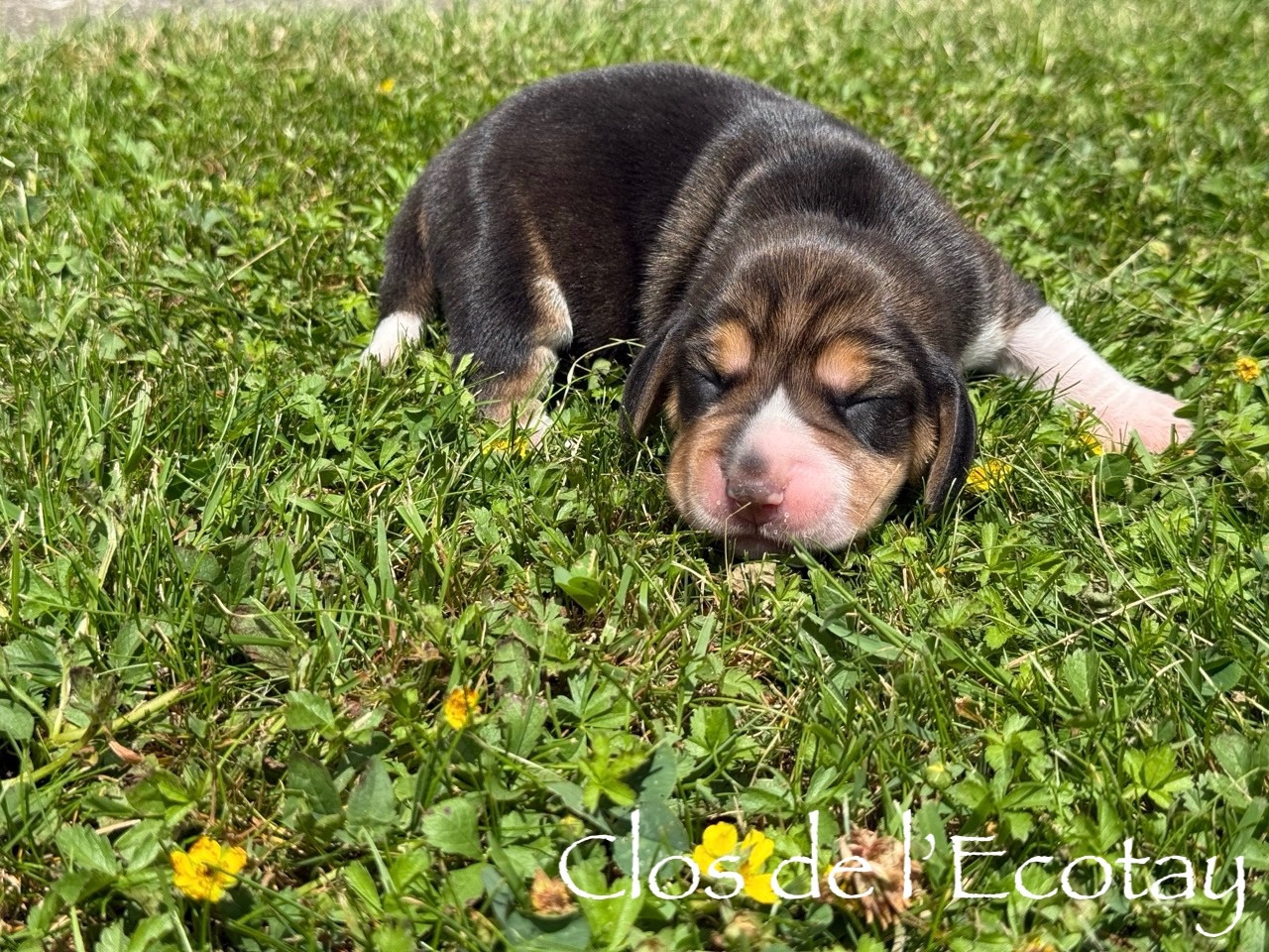 Chiot N°2 - Beagle