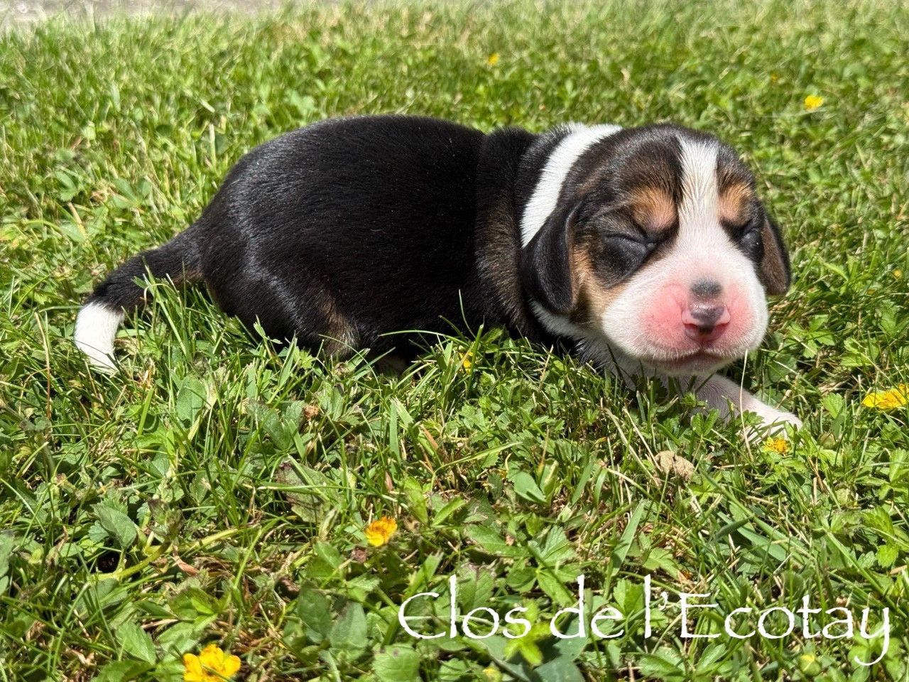 Chiot N°5 - Beagle