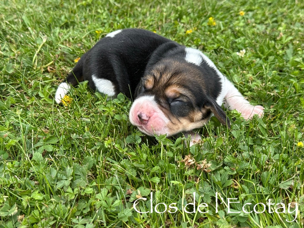 Chiot N°6 - Beagle