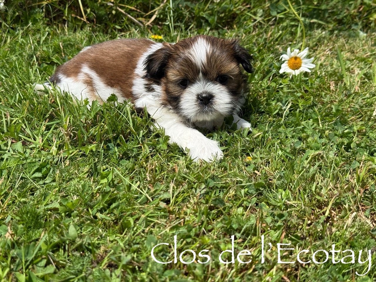 Chiot N°1