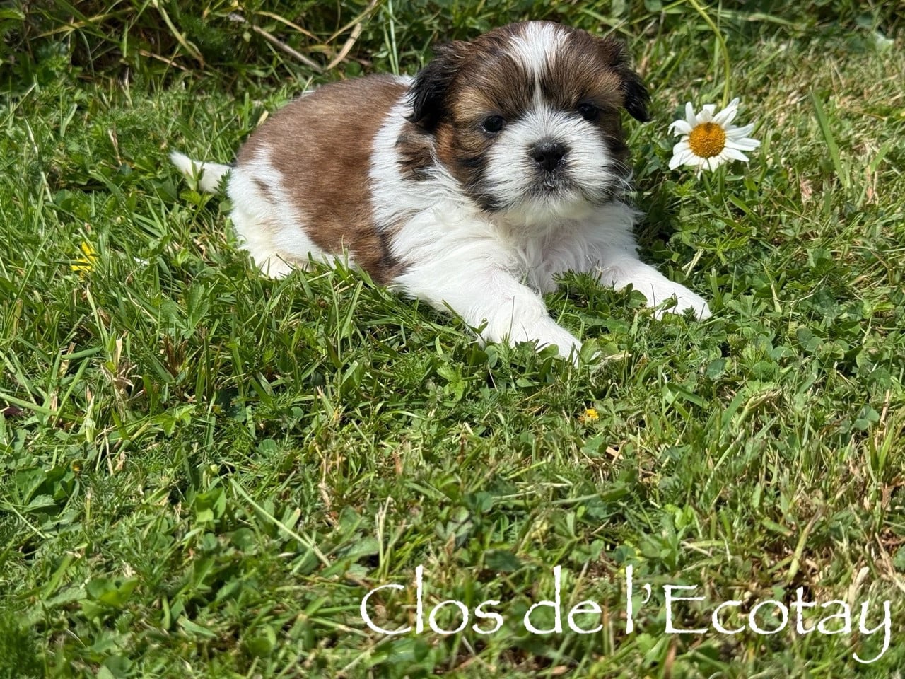 Chiot N°1