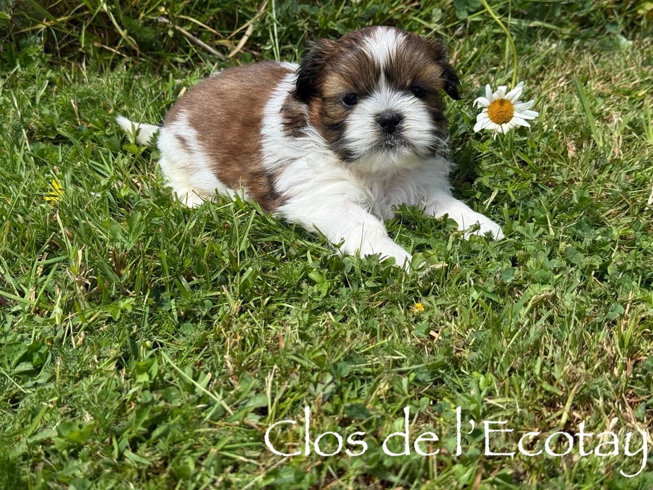 Chiot N°1