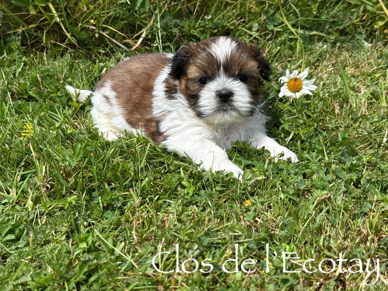 Chiot N°1