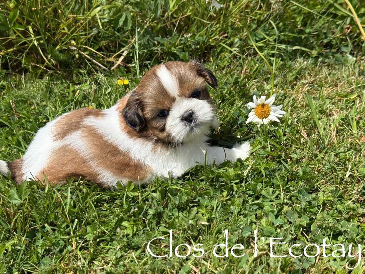 Chiot N°2