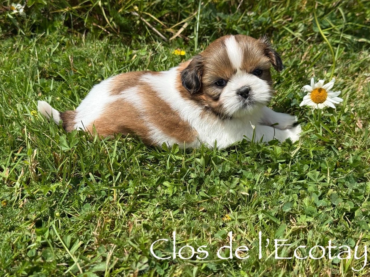 Chiot N°2