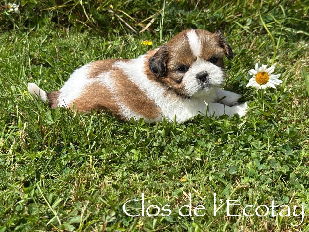 Chiot N°2