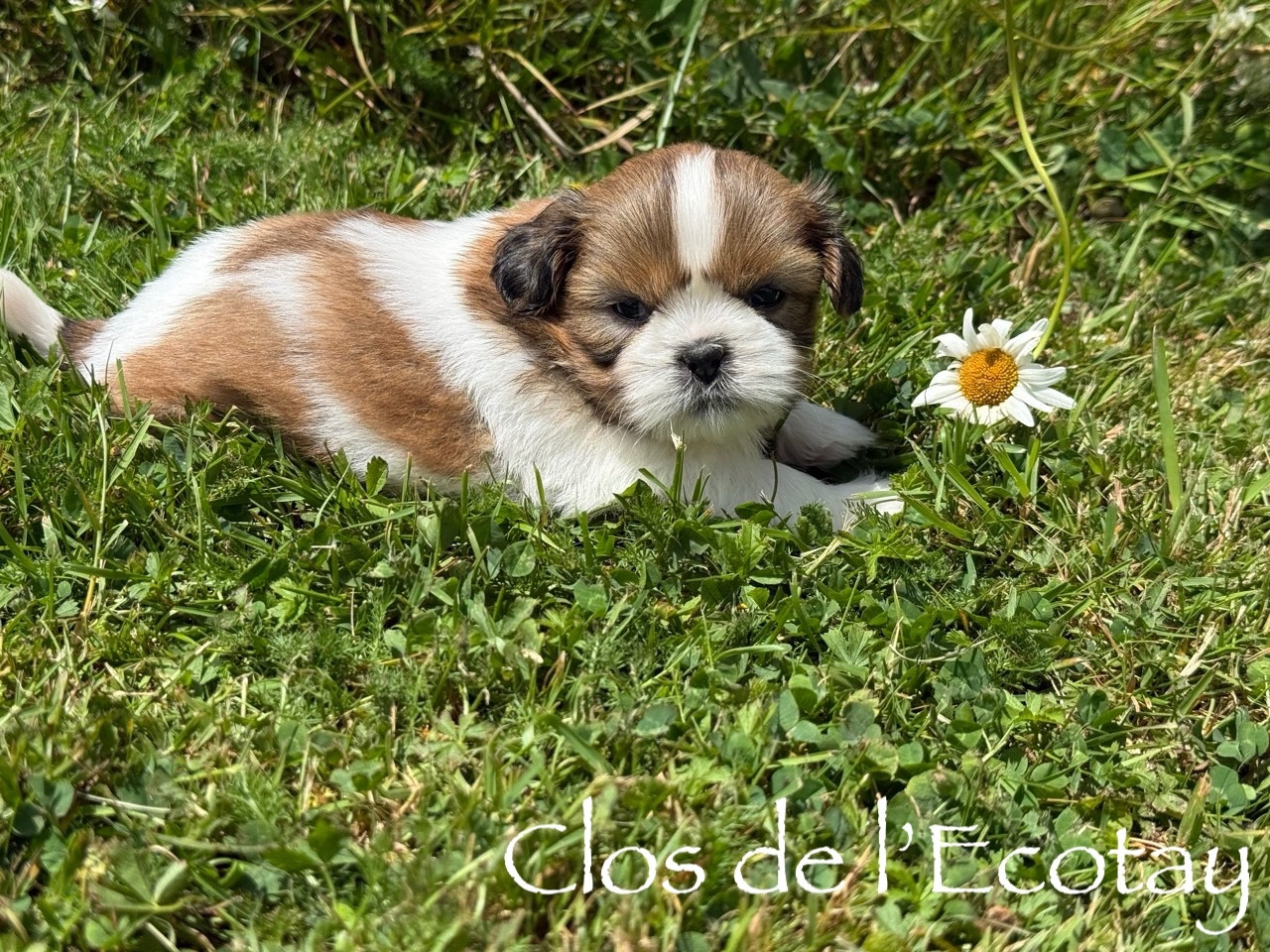 Chiot N°2
