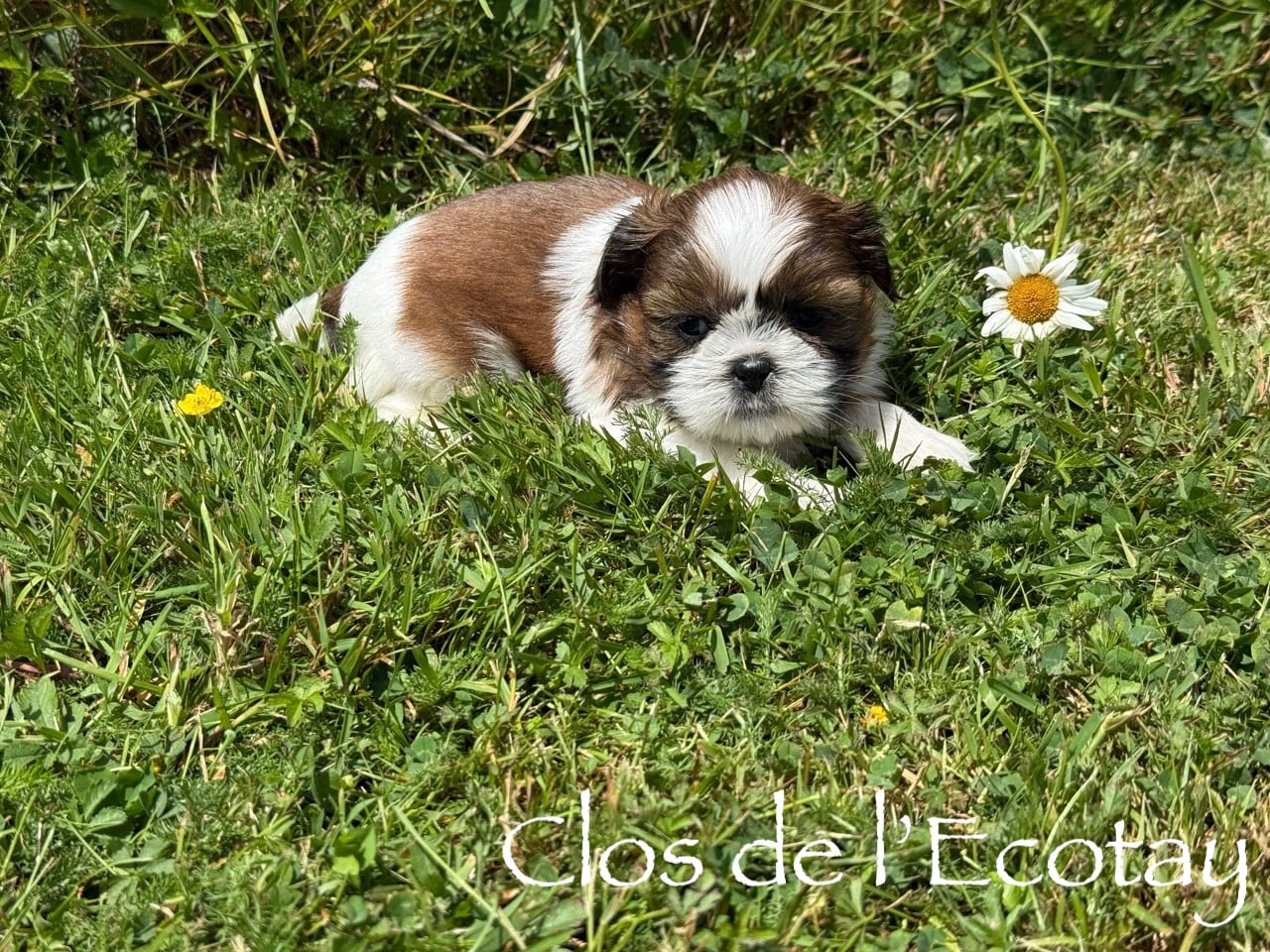 BASILE pour Nathalie