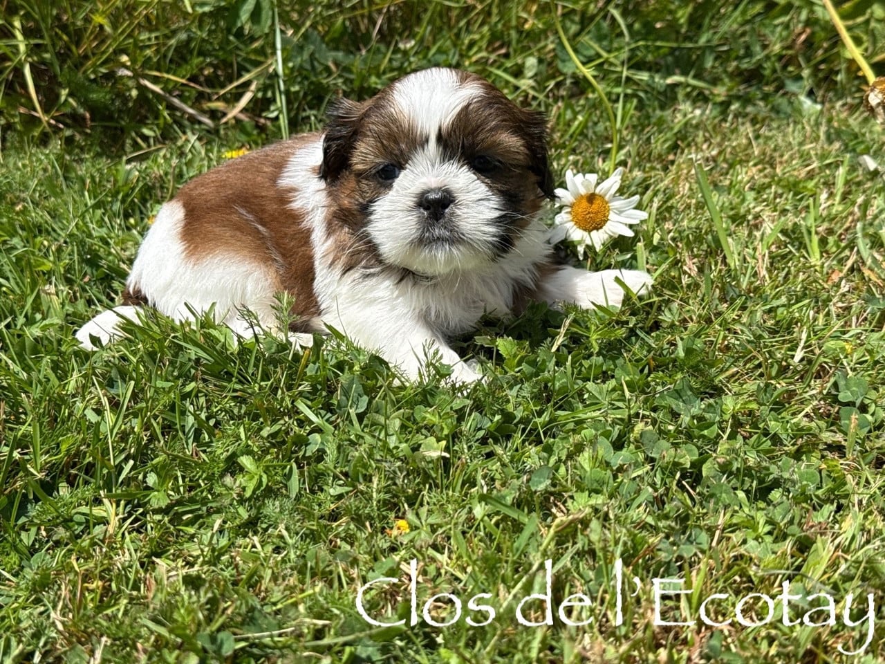 BASILE pour Nathalie