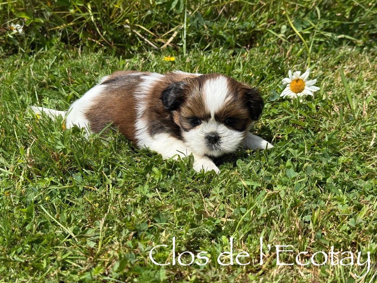 pour Alain