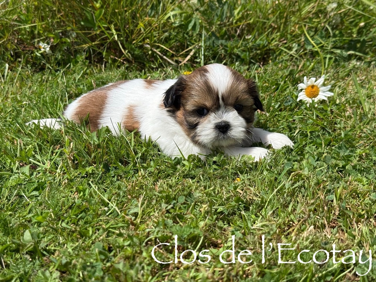 pour Sylvie