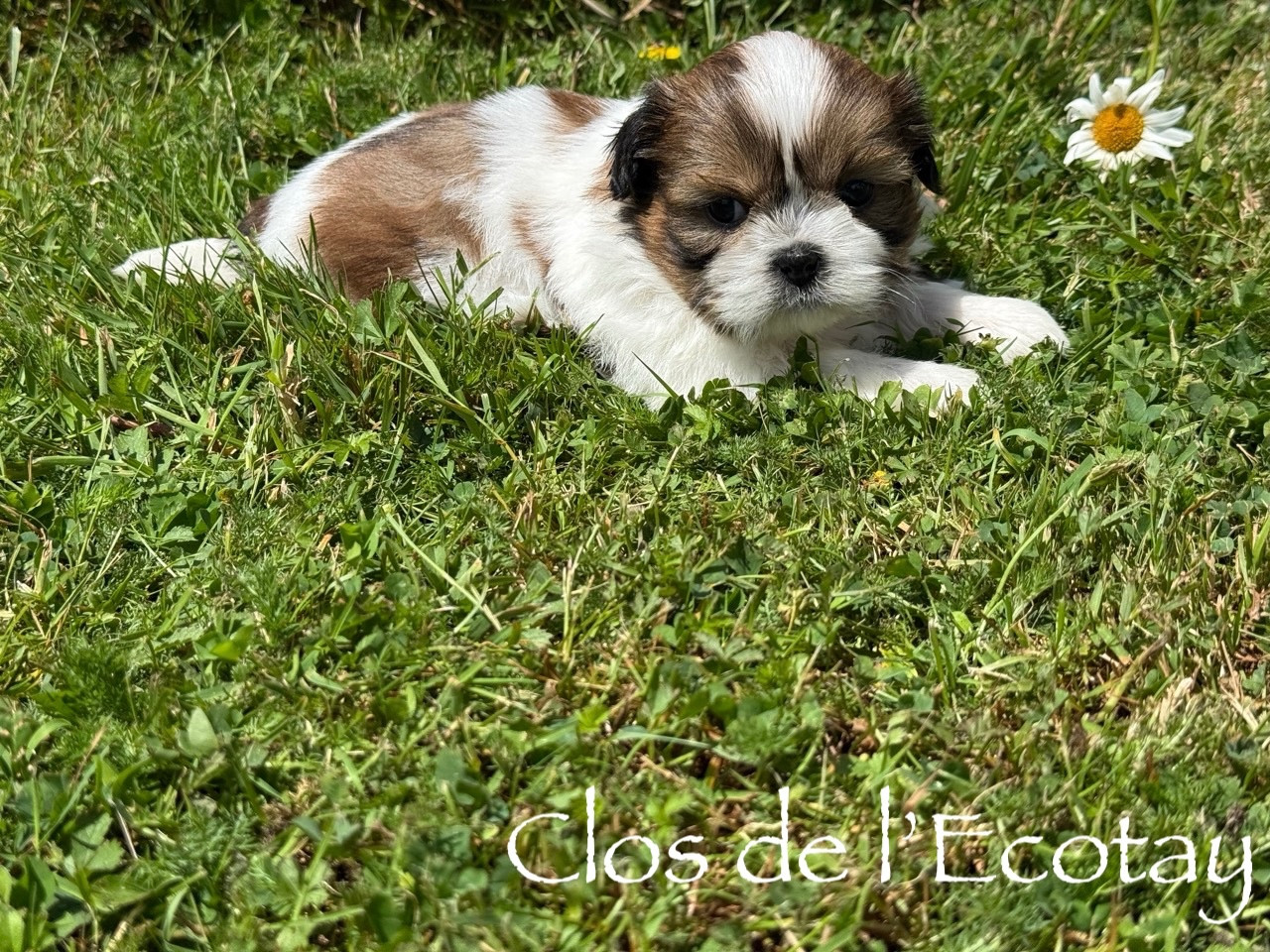 pour Sylvie