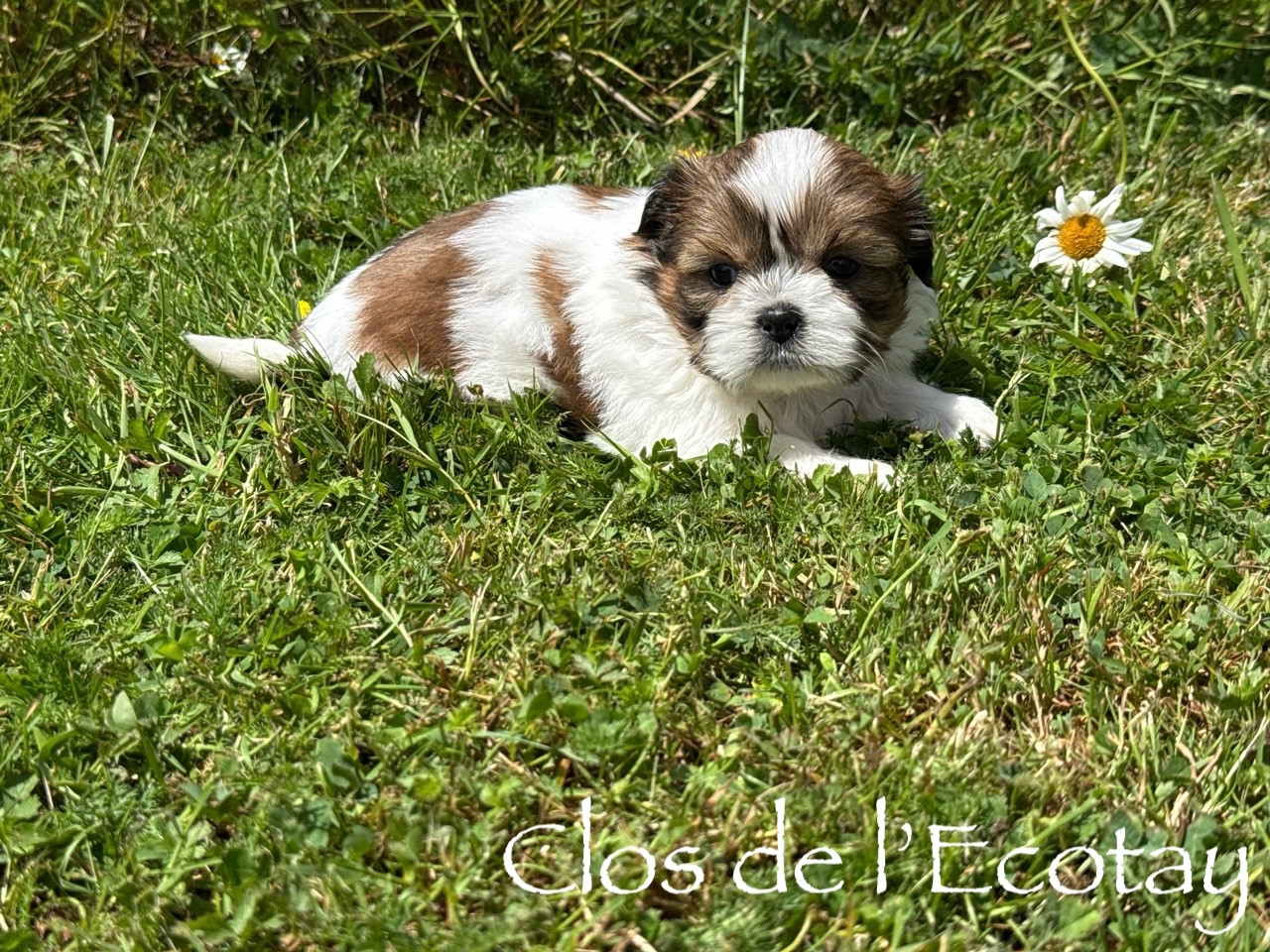 pour Sylvie