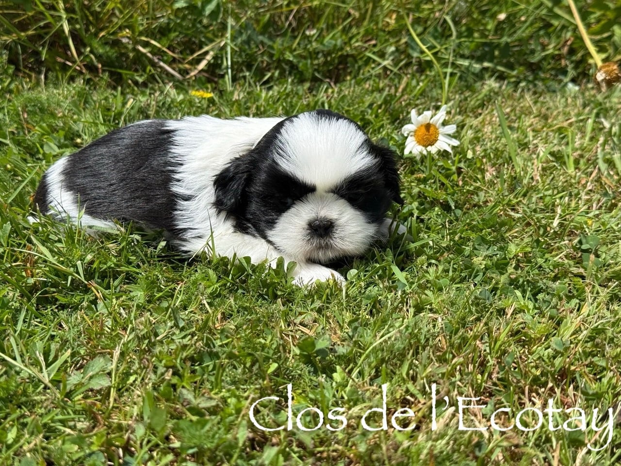 Chiot N°3