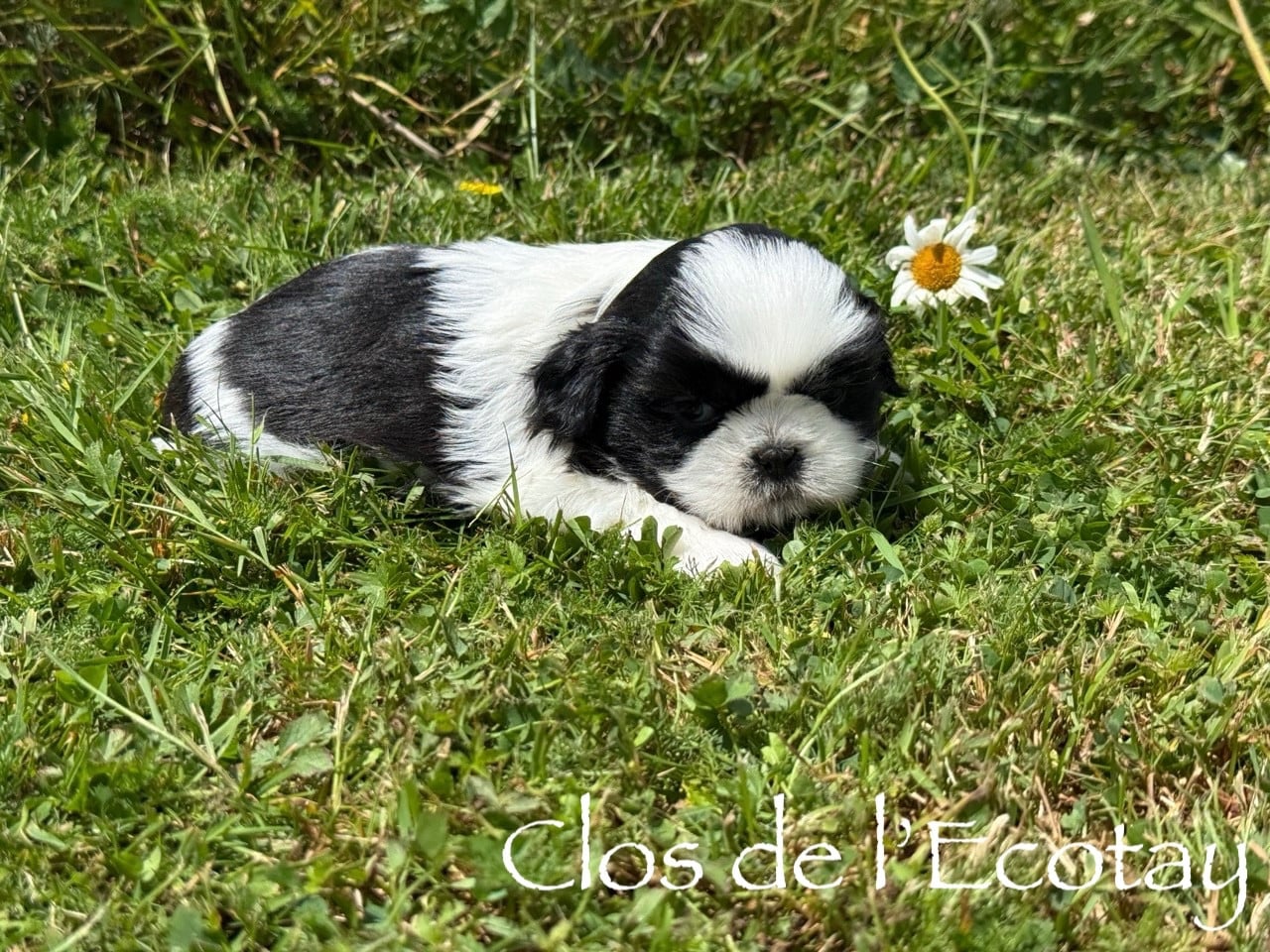 Chiot N°3