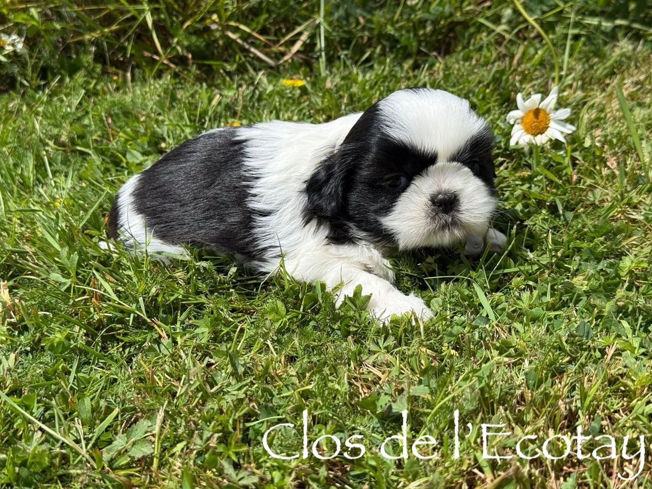 Chiot N°3