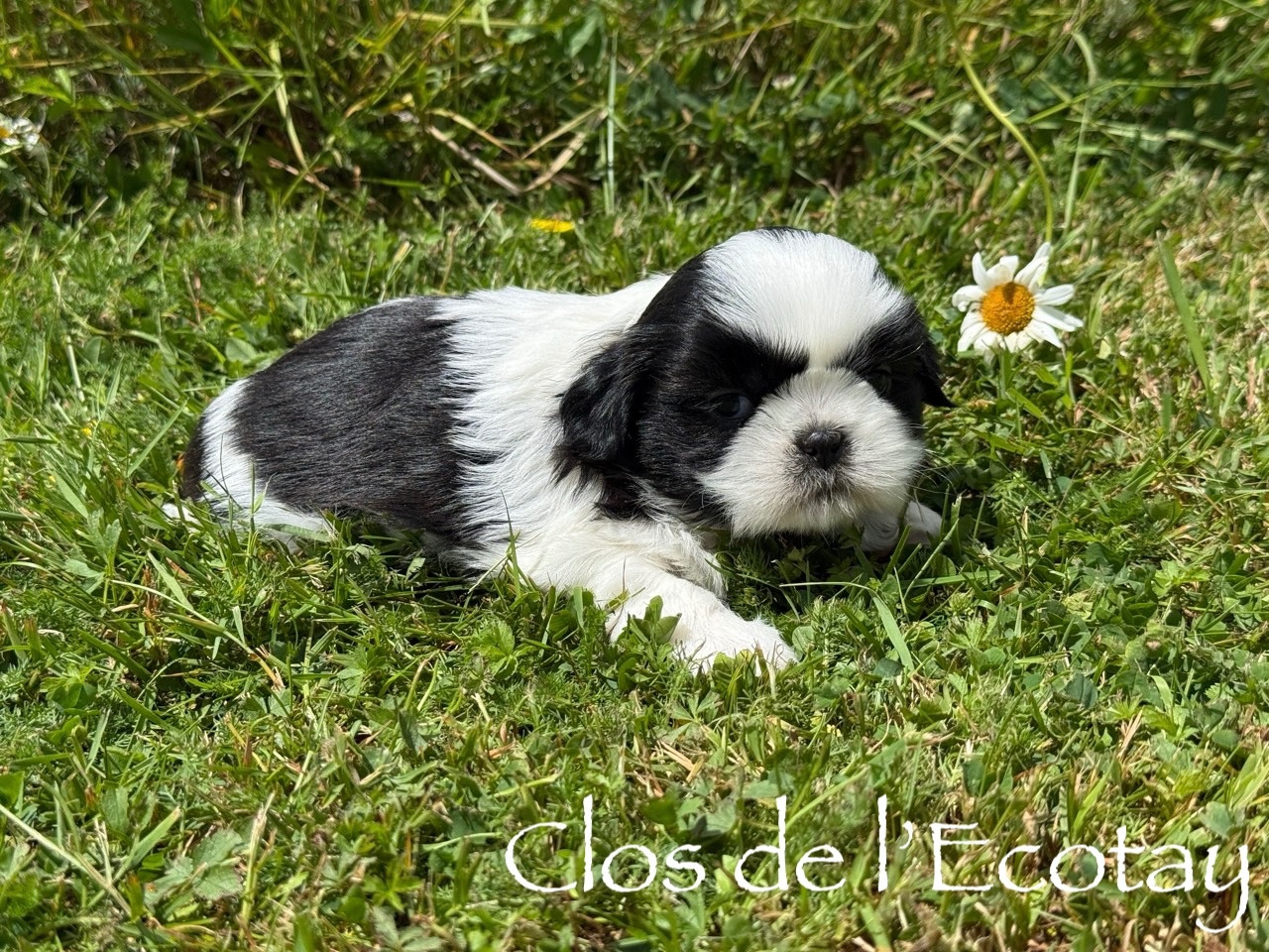 Chiot N°3