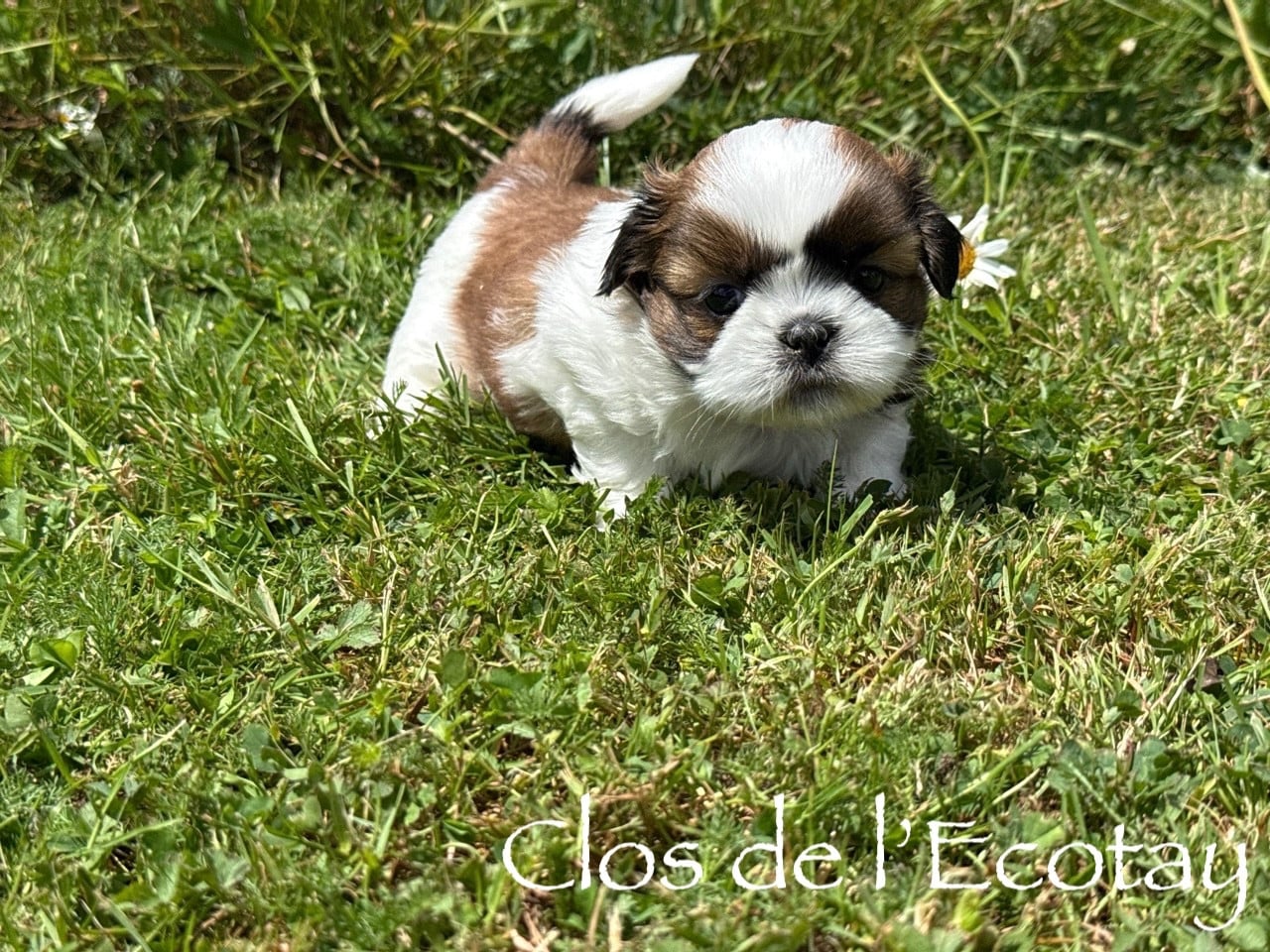 BELLA pour Françoise