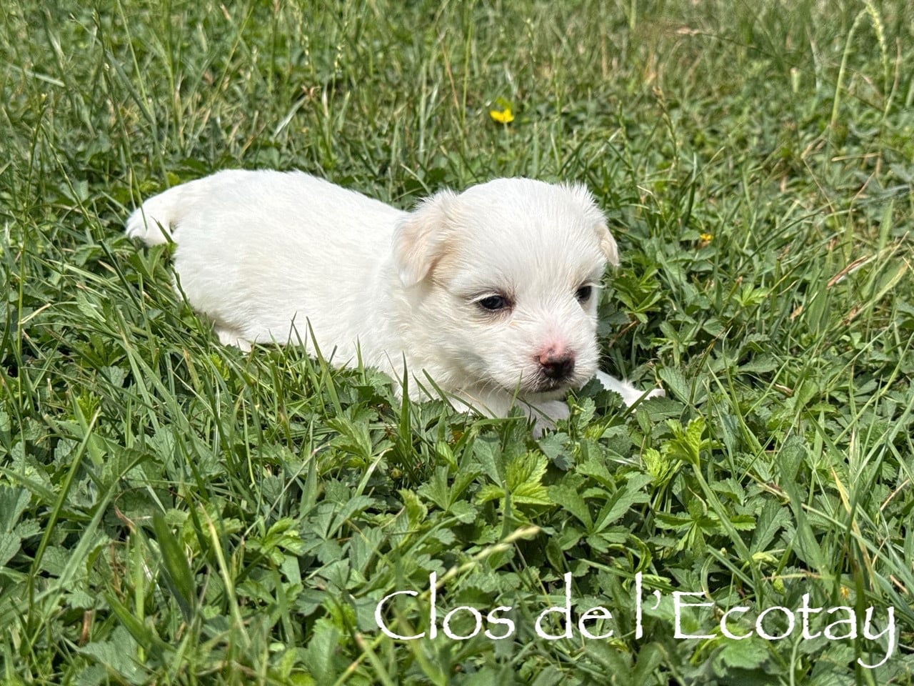 BERLIOZ pour Anne