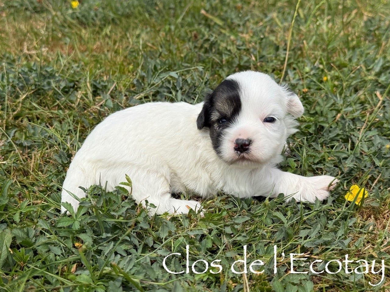 Chiot N°2 - Coton de Tulear
