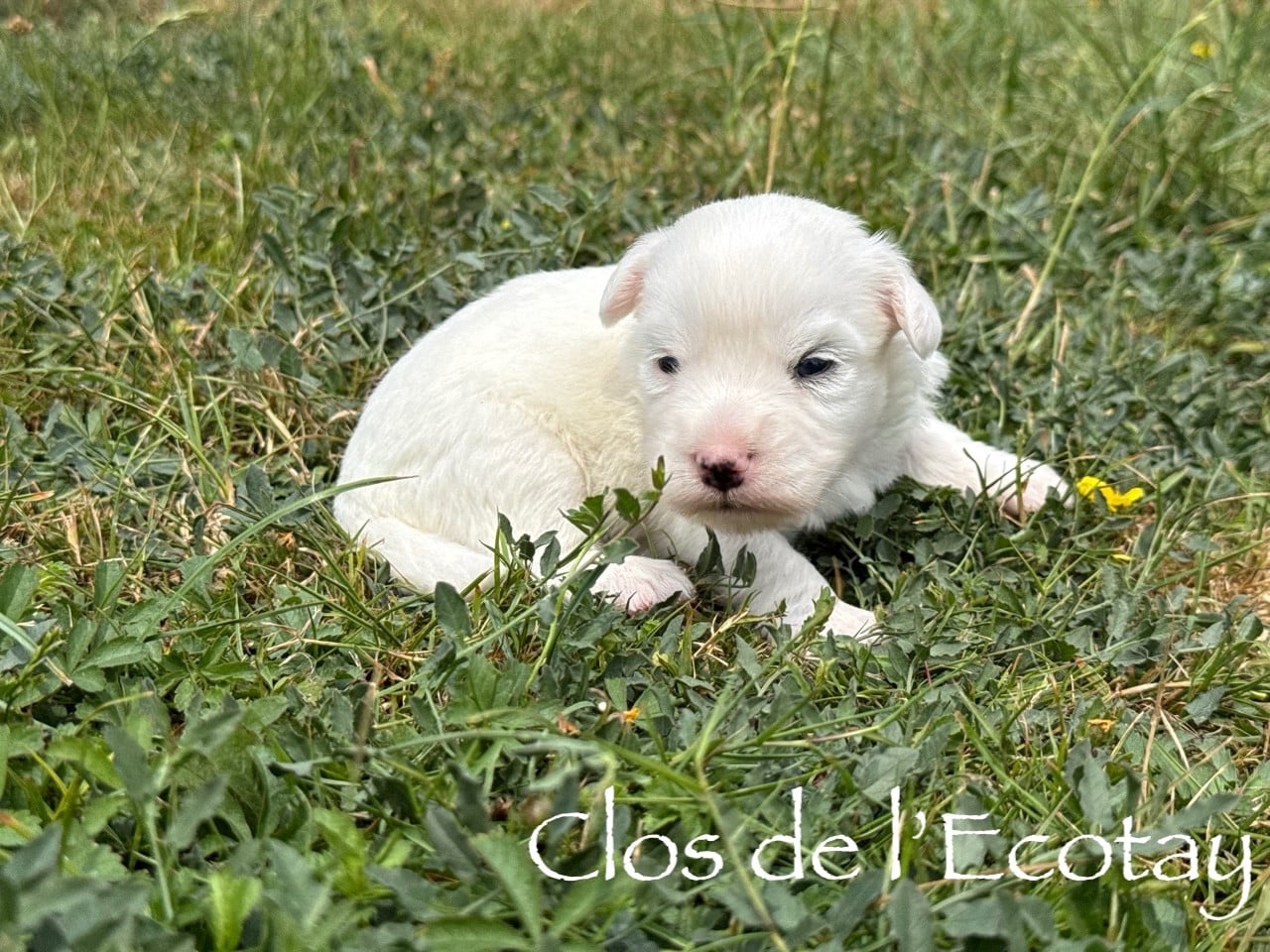 Chiot N°5 - Coton de Tulear
