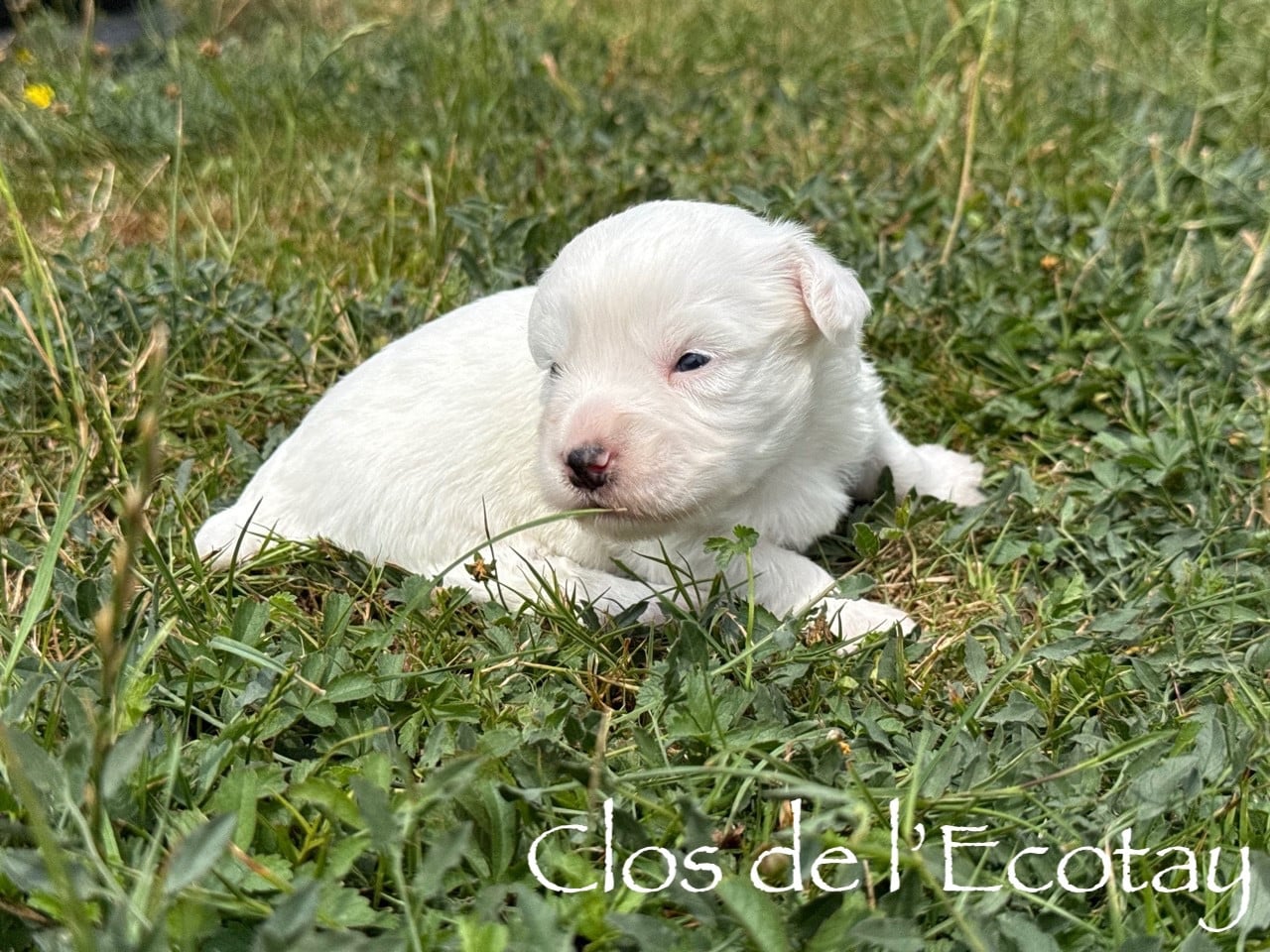 Chiot N°6 - Coton de Tulear