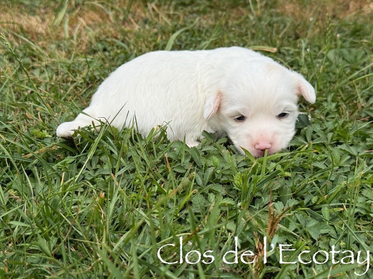Chiot N°2 - Coton de Tulear