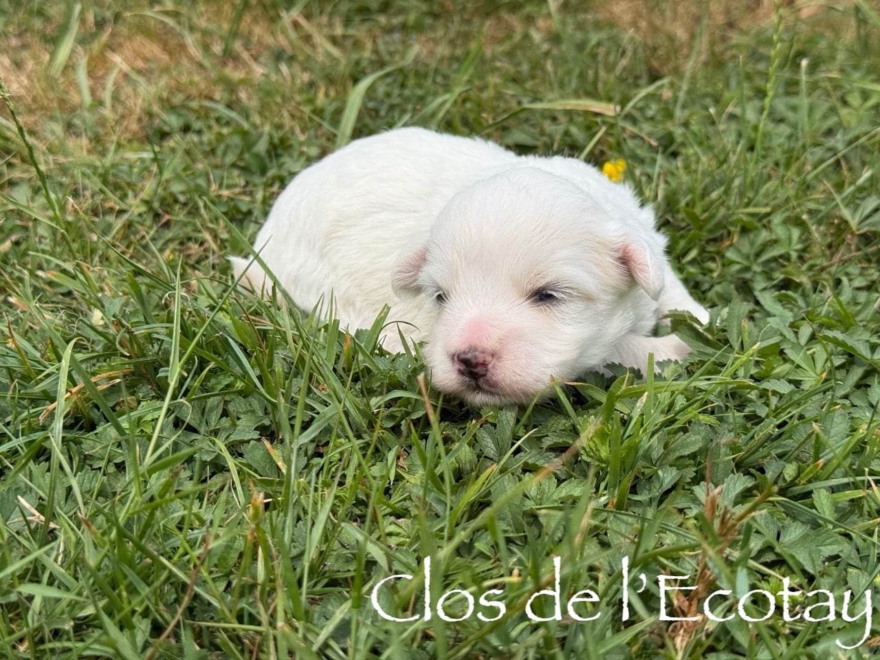 Chiot N°3 - Coton de Tulear