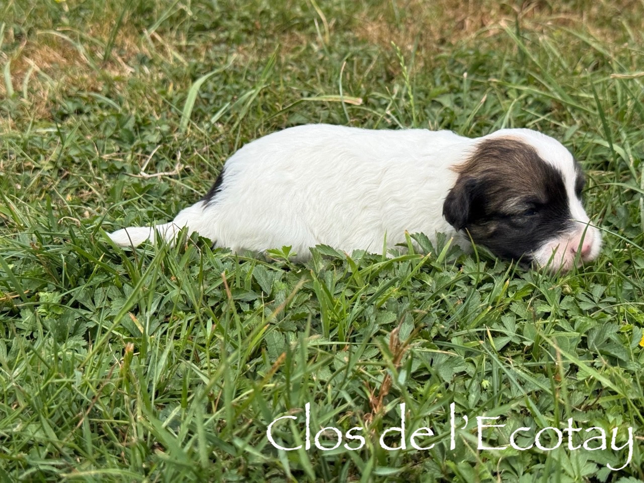 Chiot N°4 - Coton de Tulear