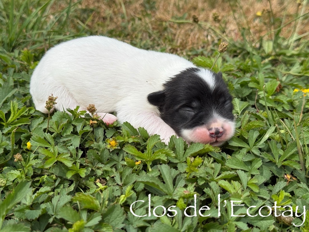 Chiot N°1 - Coton de Tulear