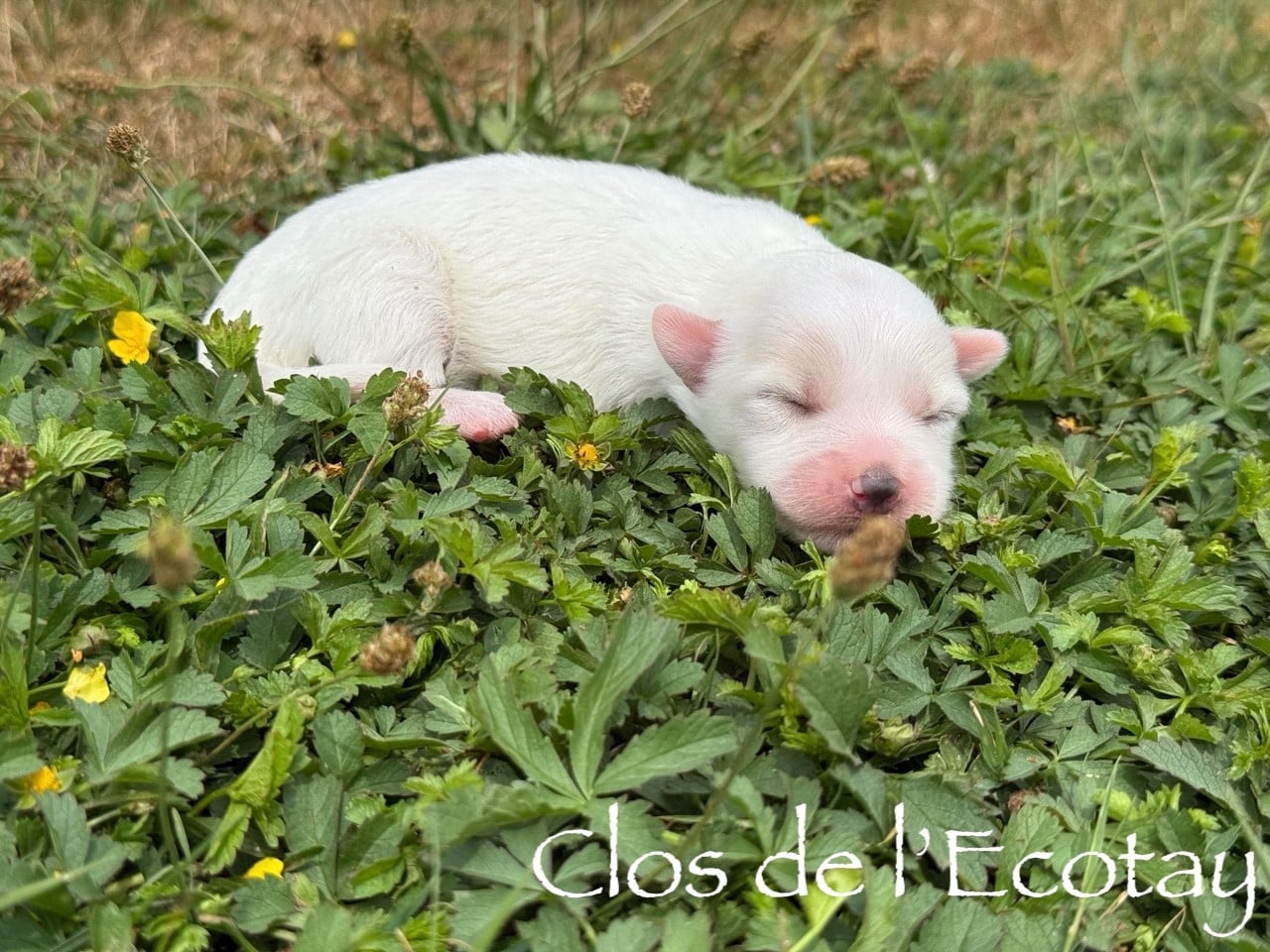 Chiot N°2 - Coton de Tulear