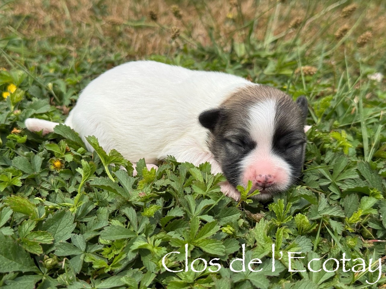 Chiot N°3 - Coton de Tulear