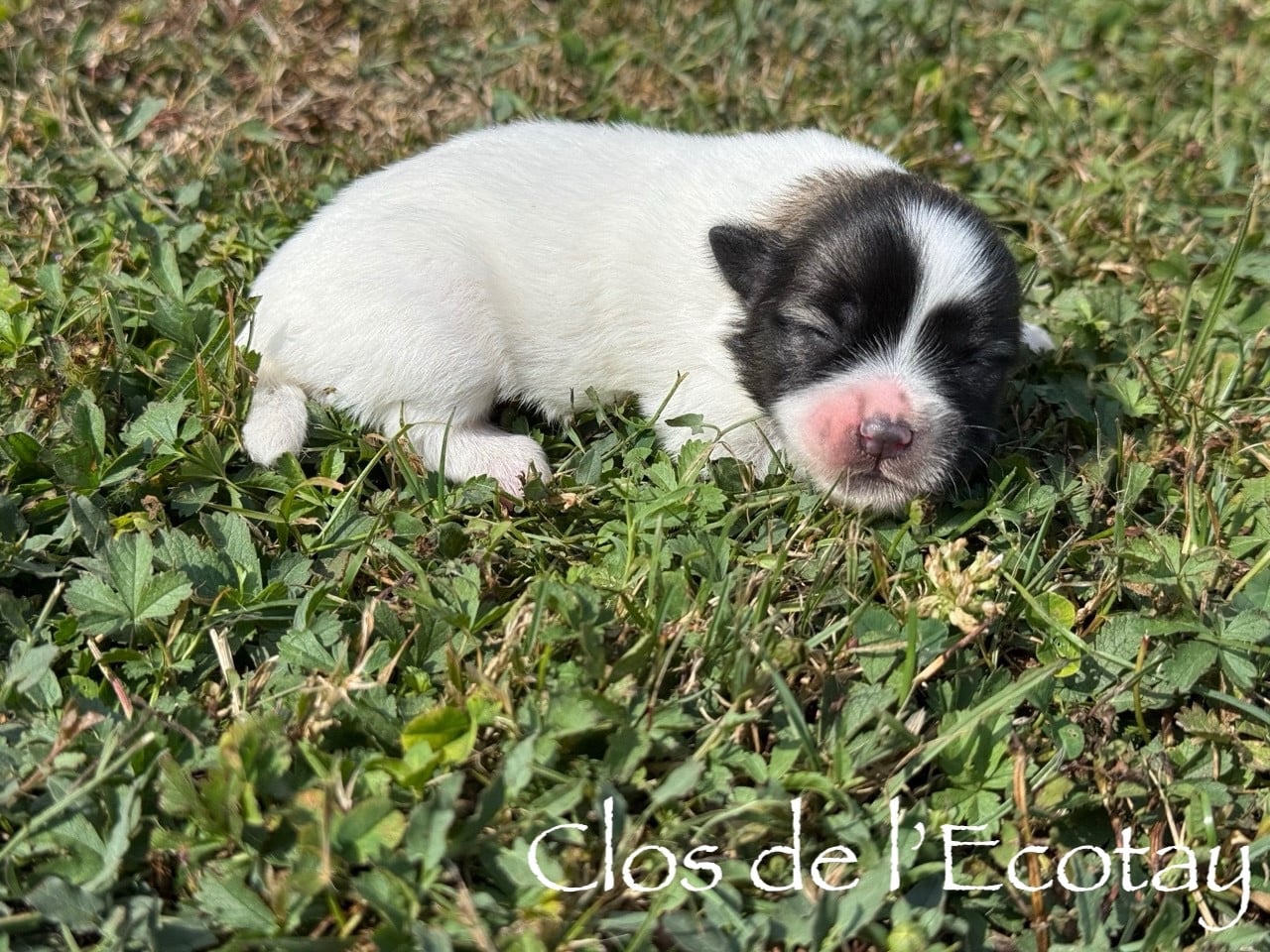 Chiot N°7 - Coton de Tulear